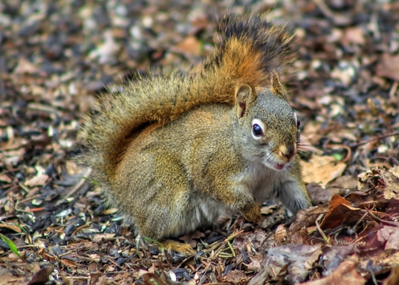 Cute Park Squirrel