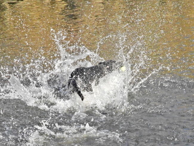 Dog splash Port Alberni, BC