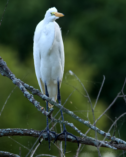 Greater Egret