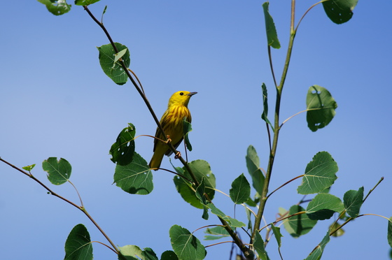 Yellow warbler (male)