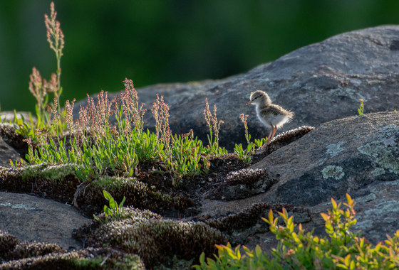 Spotted Sandpiper chick