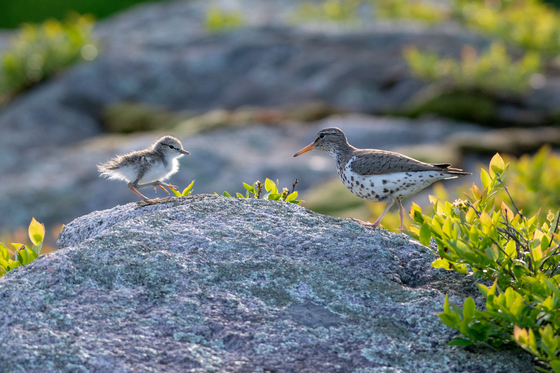 Spotted Sandpiper family