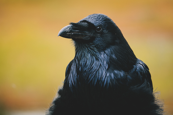A Raven's stare.