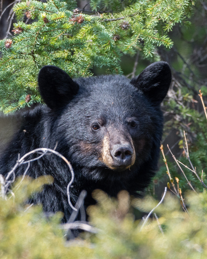 Portrait of Black Bear