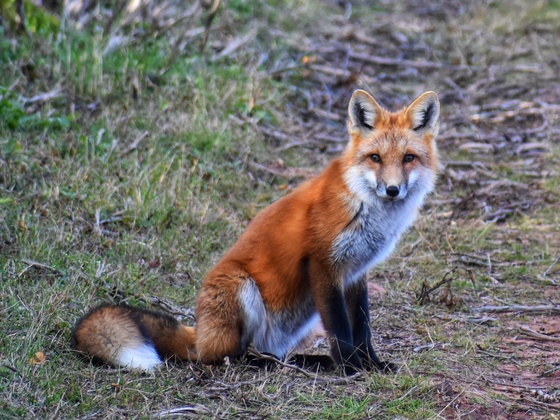 Gorgeous Fox