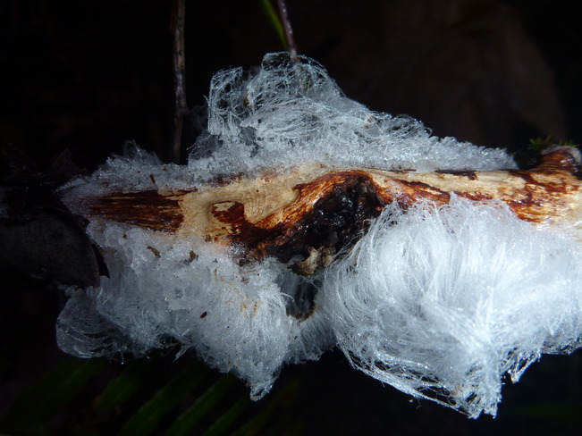 Silk Frost BC-19, Fanny Bay, BC V0R 1W0, Canada
