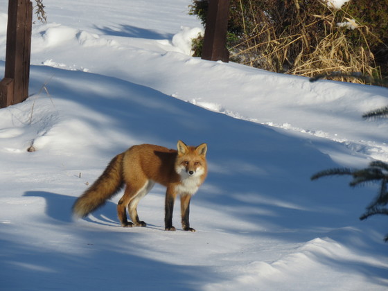 Fox in my yard