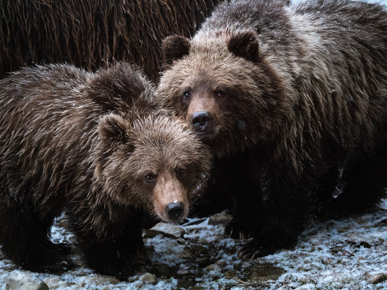 Grizzly Bear cubs