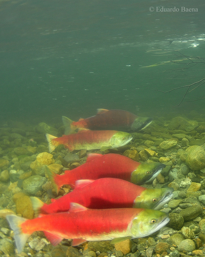 Sockeye Salmon spawning in the Adams River