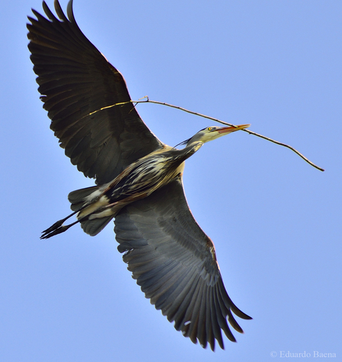 Blue Heron carrying sticks