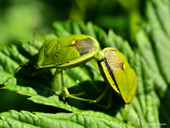 Green stink bugs mating