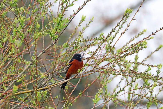 Orchard Oriole In Spring