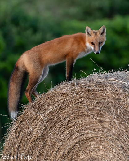 Fox on the farm 