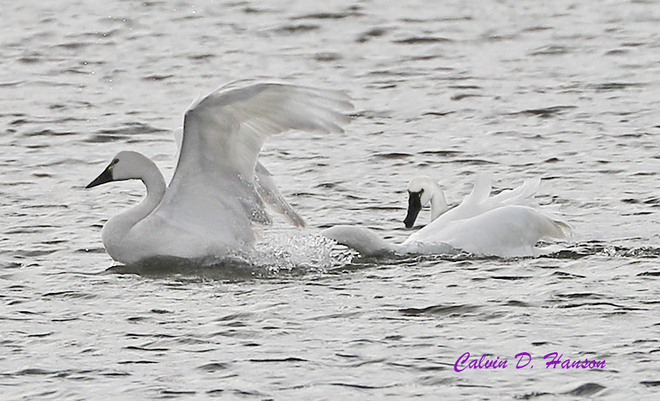 Tundra Swan cygnet South Stormont, ON