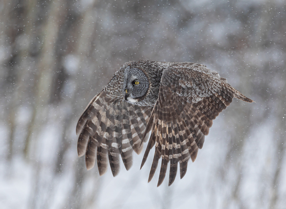 Great Gray Owl Snow Flight