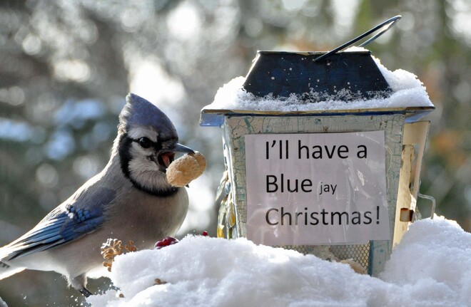 Blue Jay gets a present. Cobourg, ON