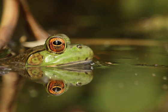 Froggy Reflection