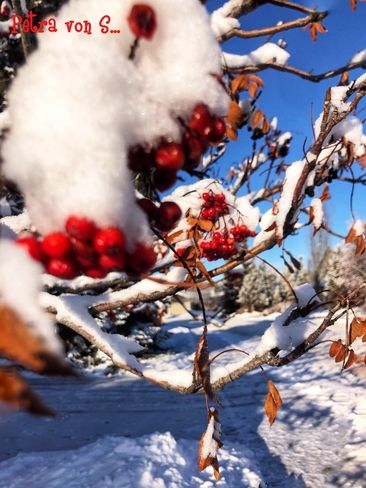 Snowy Berries Edmonton, Alberta, CA