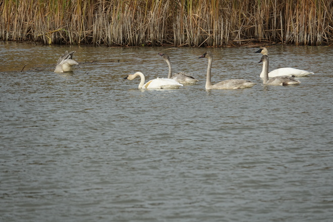 Trumpeter Swans in Duffin's Creek Marsh Ajax ON Rotary Park / Lakeshore Walking Trail