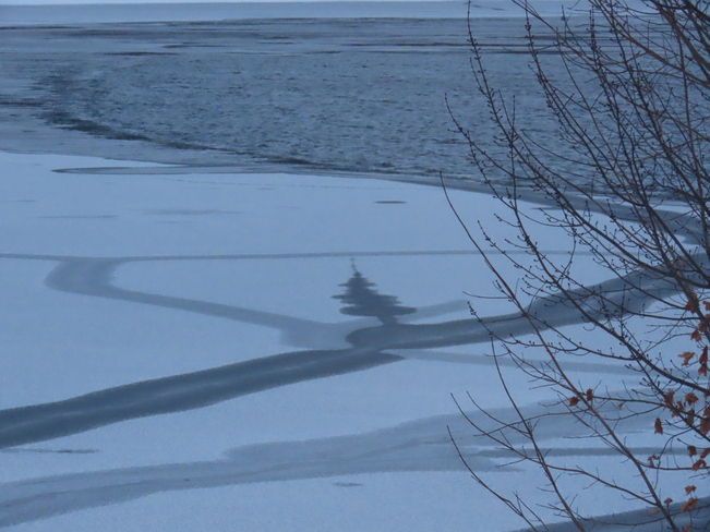 Un sapin sur le lac. Lac Magog, Québec