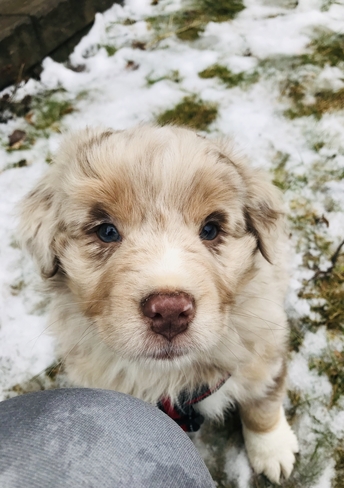 Snow puppy! Stittsville, Ontario, CA