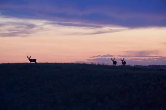 Mule Deer Bucks at Sunset 