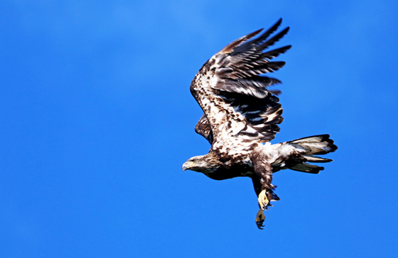 Juvenile Bald Eagle Take Off