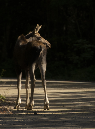 Roadside Moose Calf