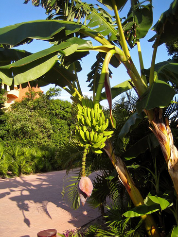Banana Tree ~ Riviera Maya Riviera Maya, Quintana Roo, Mexico
