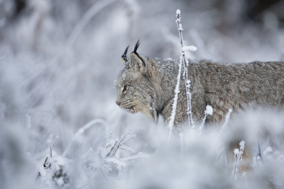 Canada Lynx on the Prowl