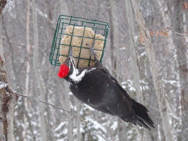 Mrs. Pileated Woodpecker Sudbury, ON