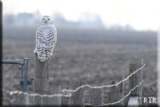 Fence Post Snowy Owl! Chatham-Kent, ON
