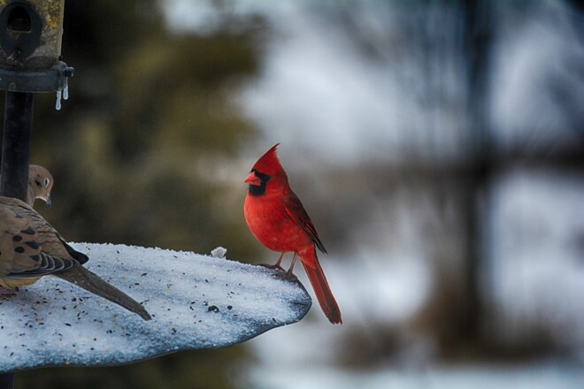 male cardinal georgetown, ontario, canada Georgetown, Halton Hills, Ontario, Canada