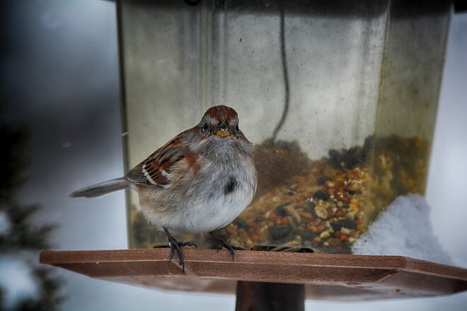 pretty sure this is an american tree sparrow georgetown, ontario, canada Georgetown, Halton Hills, Ontario, Canada