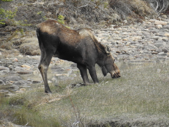 Moose in Jasper