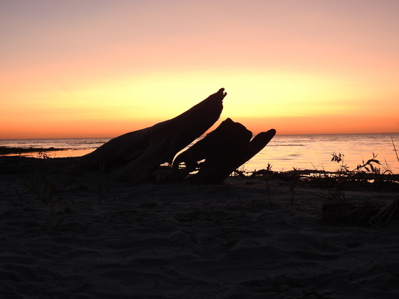 Sunset and Driftwood
