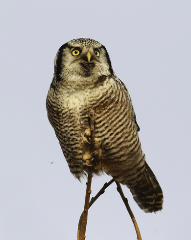 The Northern Hawk Owl Club! Newmarket, ON