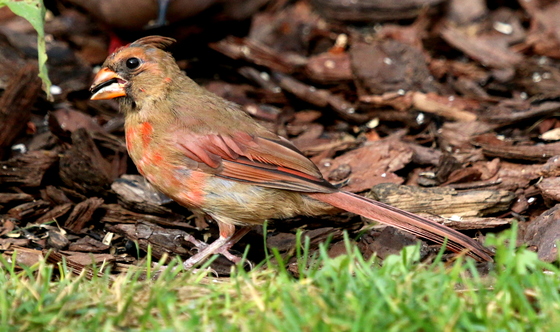 Juvenile Male Northern Cardinal