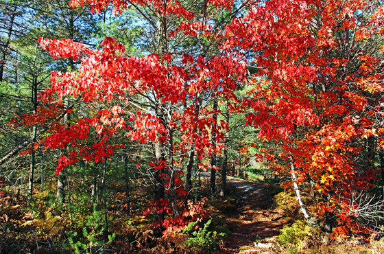 The Fall Trail