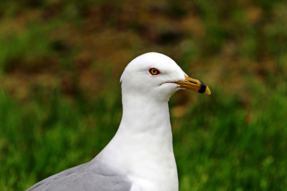 Ring Billed Gull Profile
