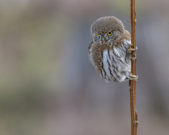 Patient Northern Pygmy Owl 