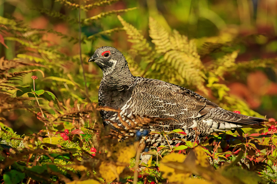 Male Spruce grouse in the Fall