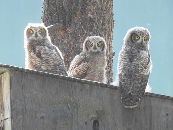 A Trio of Great Horned Owlets
