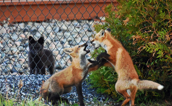 Fox Kits Sparring it out
