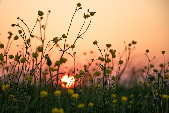 Sunset in the Buttercups