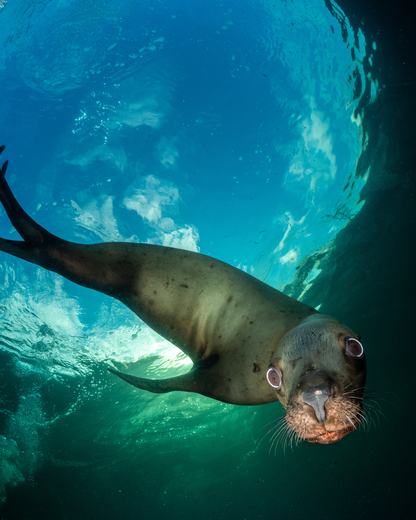 Sea Lion Looking Down