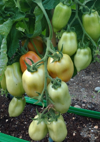 Homegrown Tomatoes Trans-Canada Hwy, Boston Bar, BC V0X, Canada