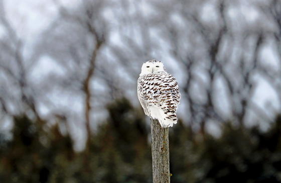 Snowy Owl On Fence Post