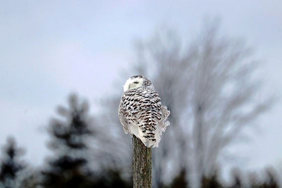 Snowy Owl Sideways Glance