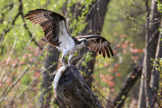 Osprey with Lunch